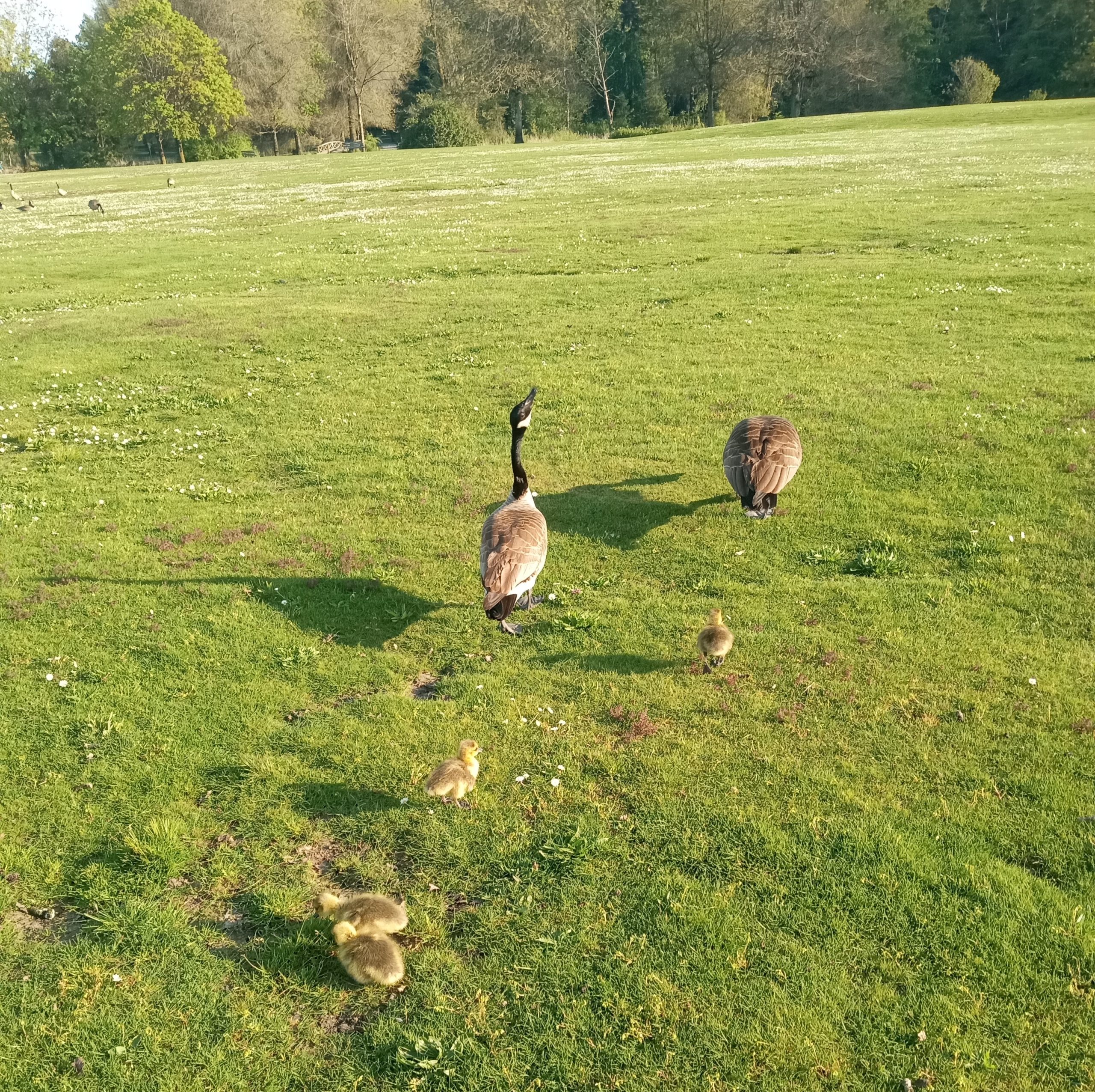 geese